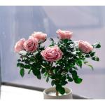 Preserved Rose Potted Plant